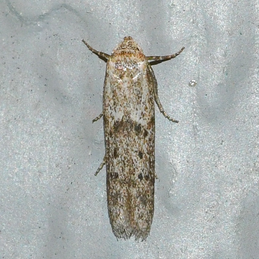 Hypatopa
