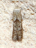 Hypatopa