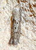 Hypatopa