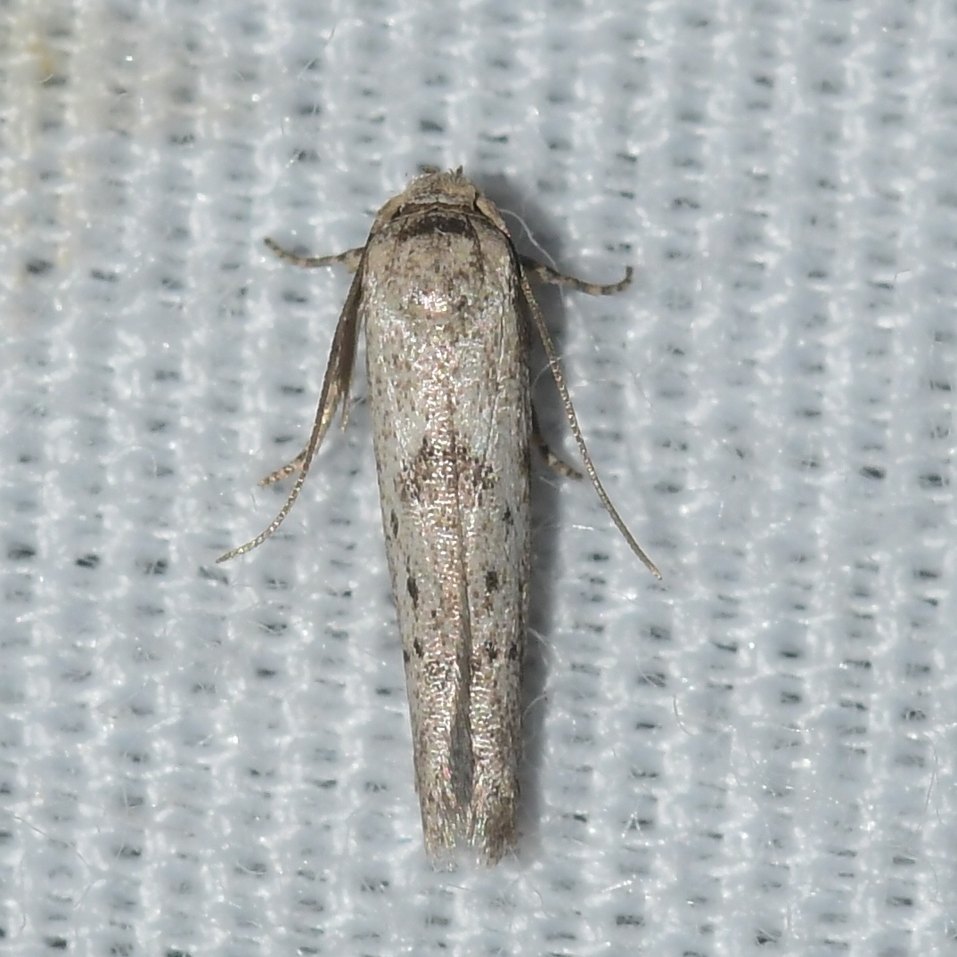 Hypatopa