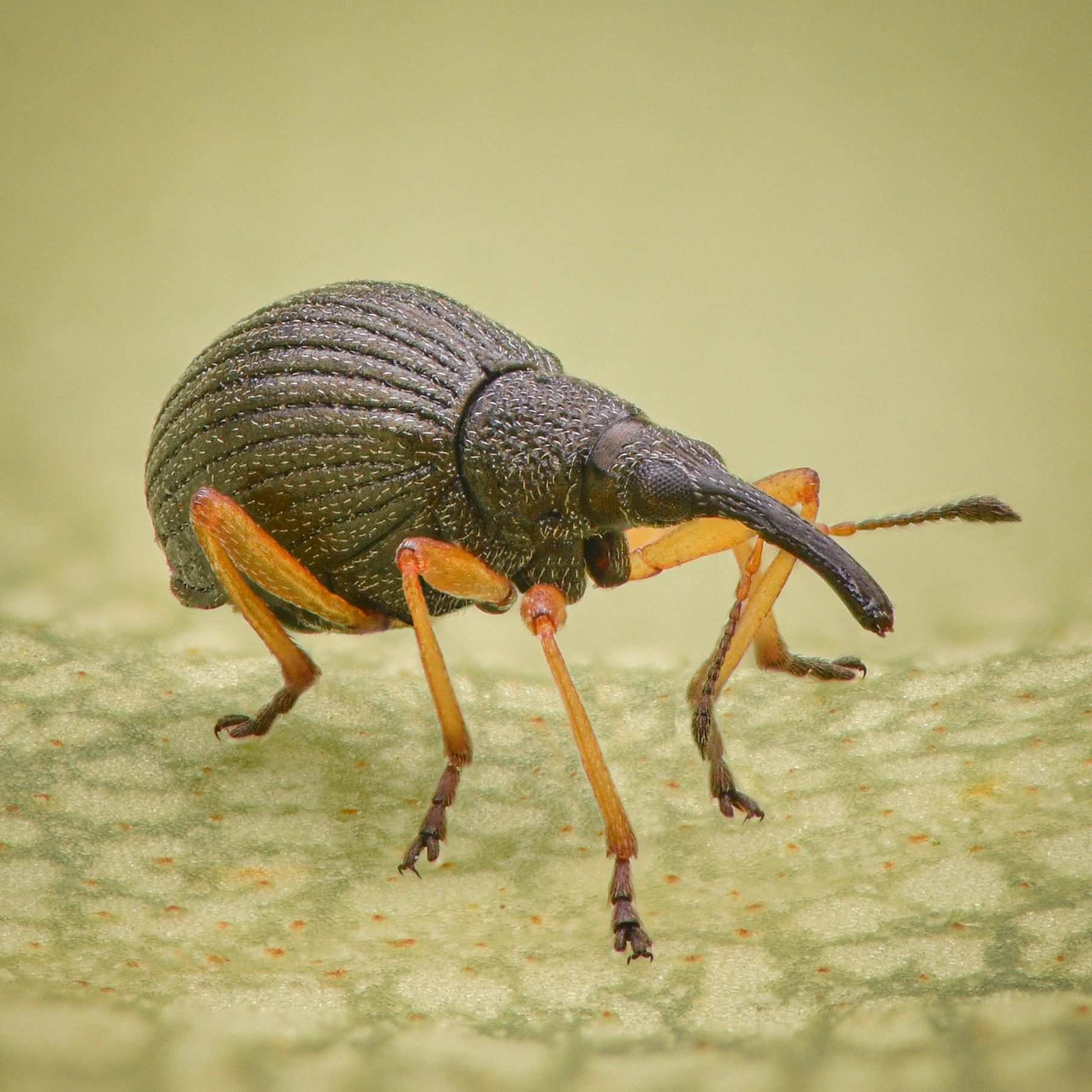 Protapion fulvipes