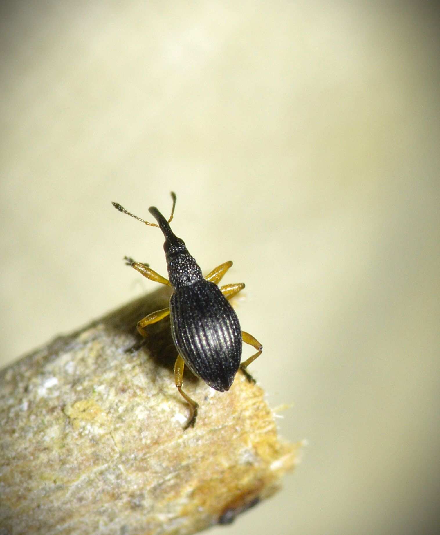 Protapion fulvipes