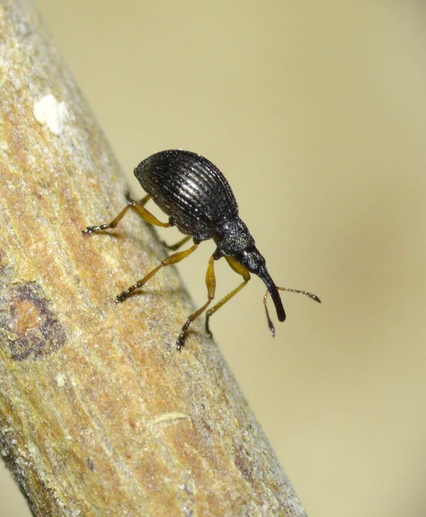 Protapion fulvipes