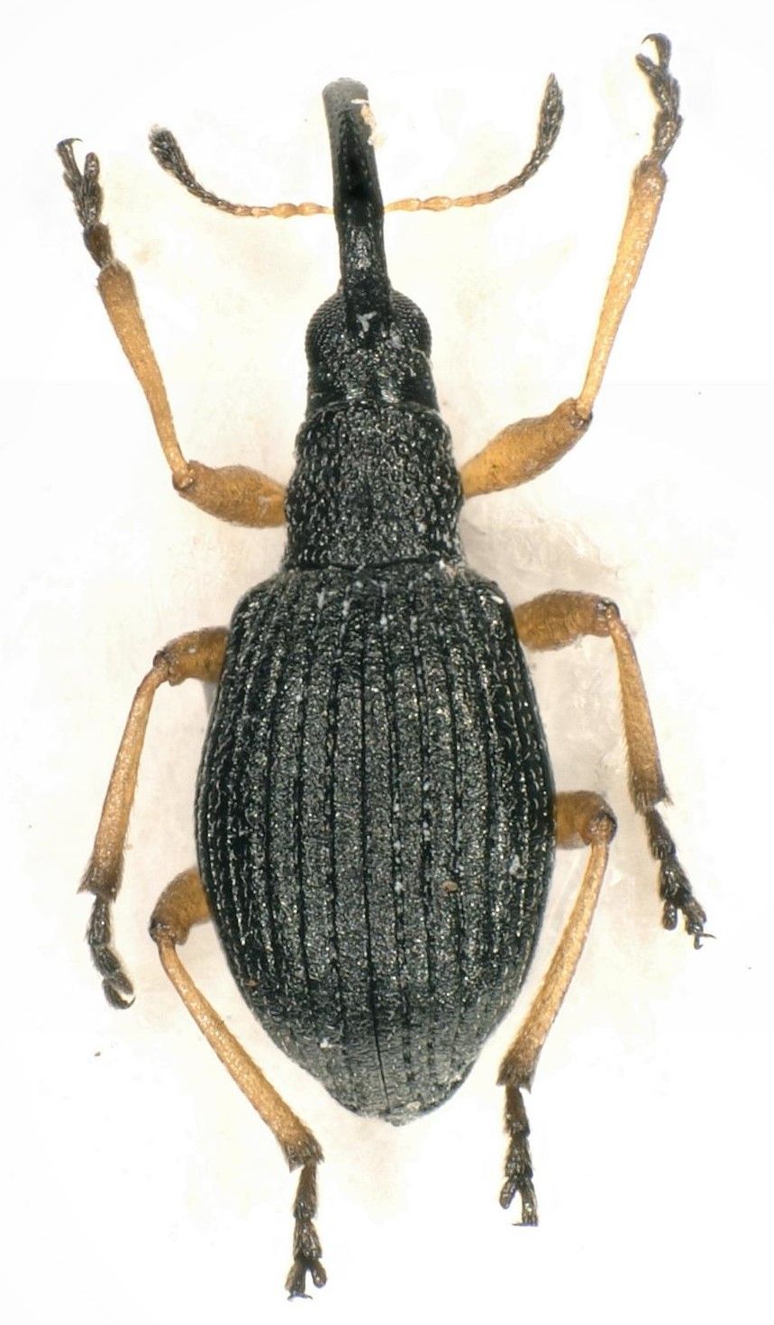 Protapion fulvipes
