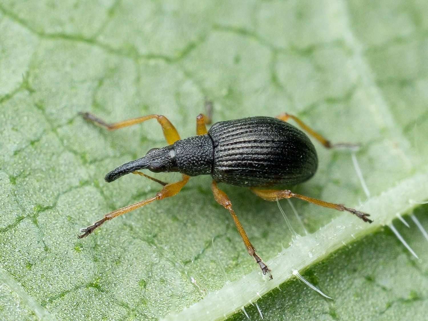 Protapion fulvipes