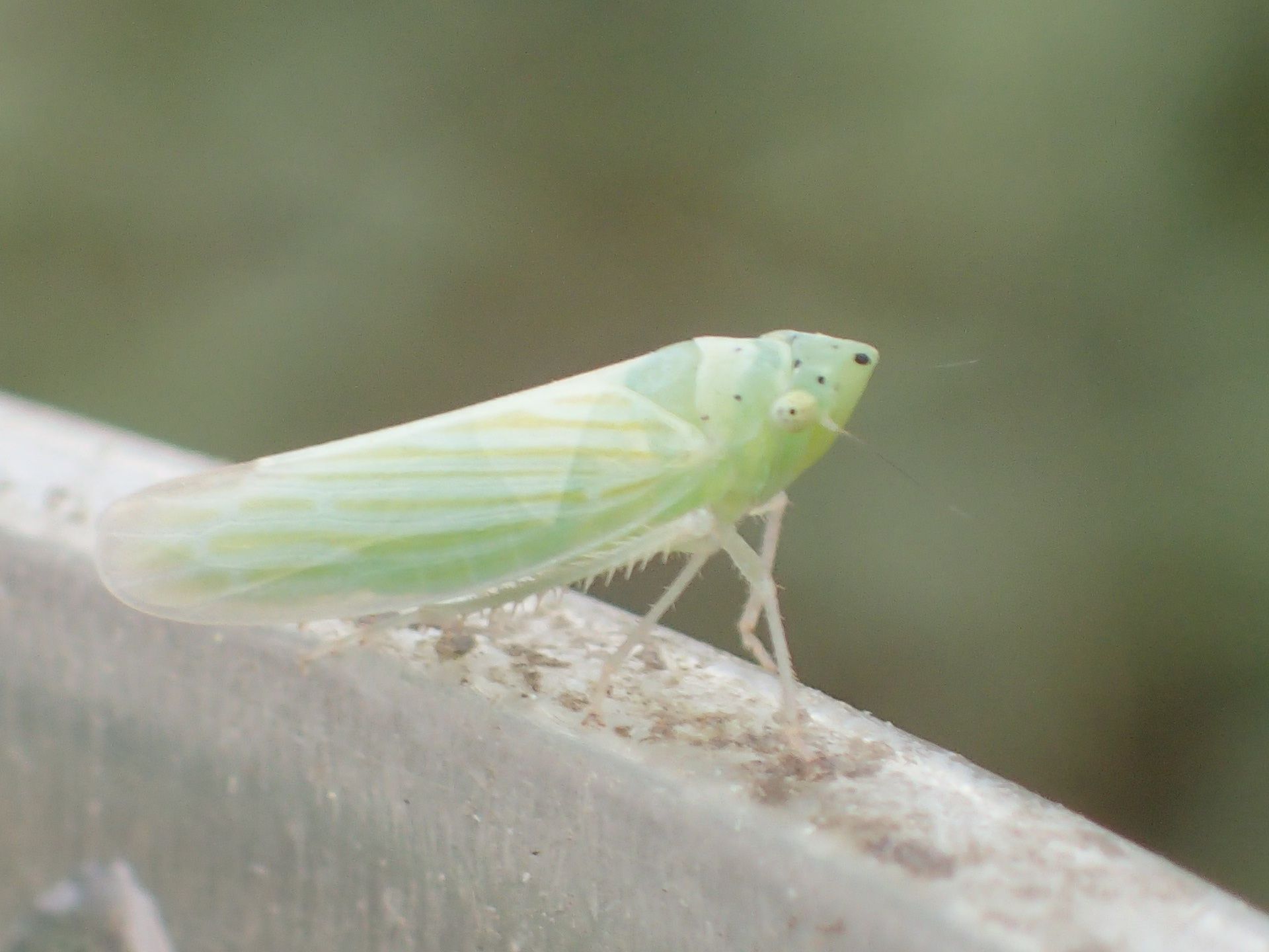 Pagaronia tredecimpunctata