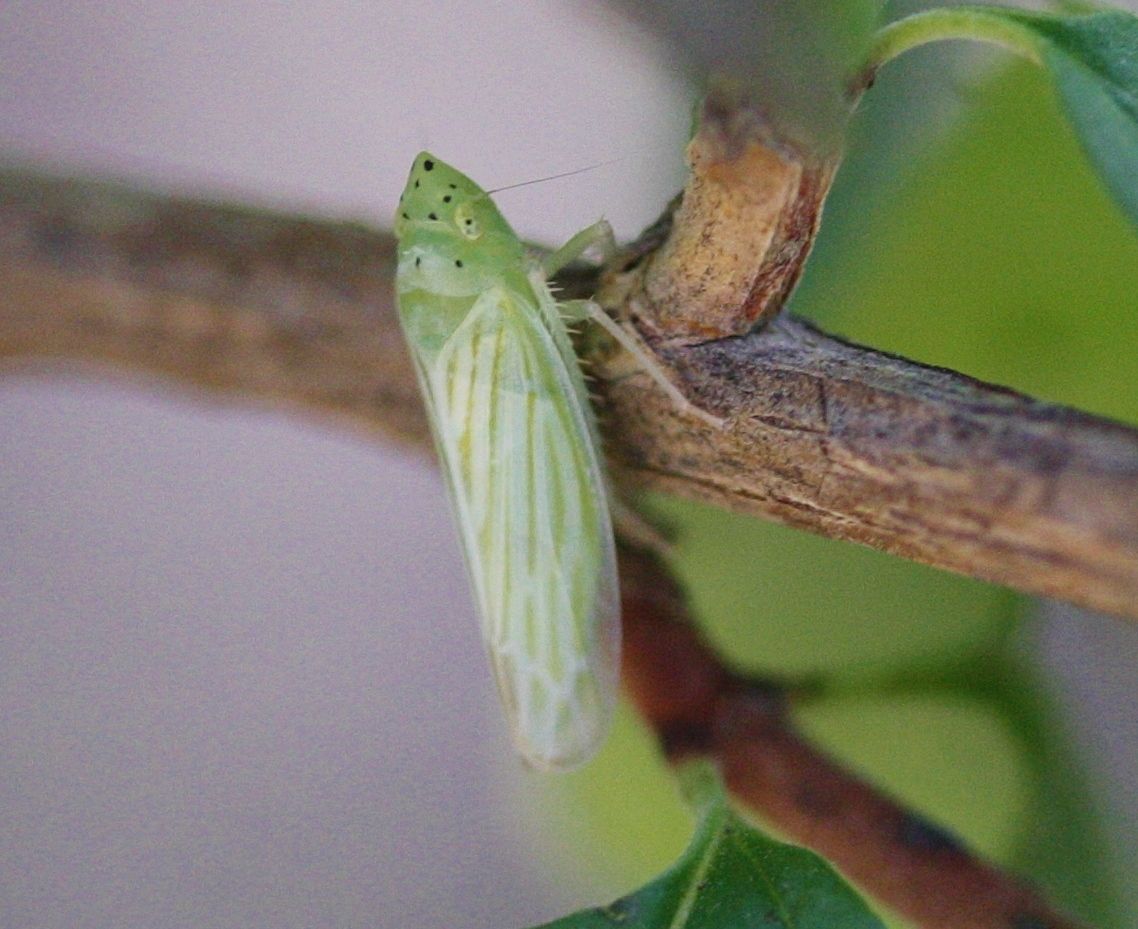 Pagaronia tredecimpunctata