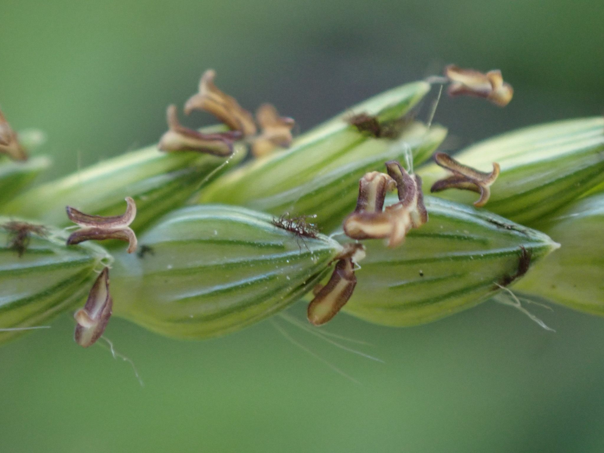 Urochloa panicoides