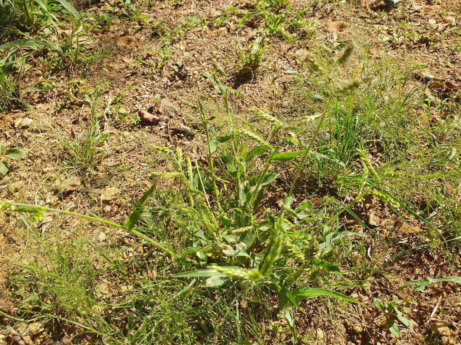 Urochloa panicoides