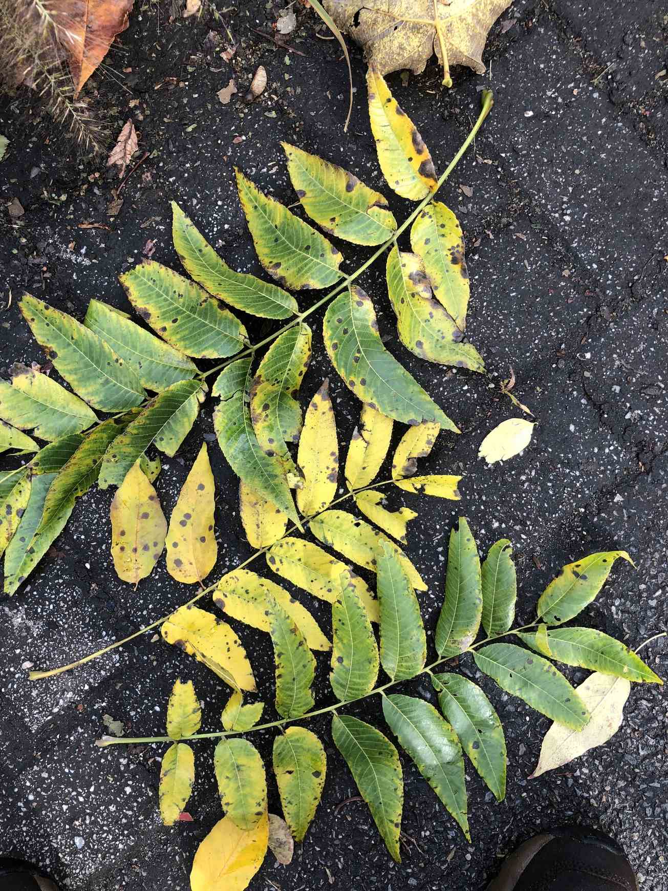Venturia effusa