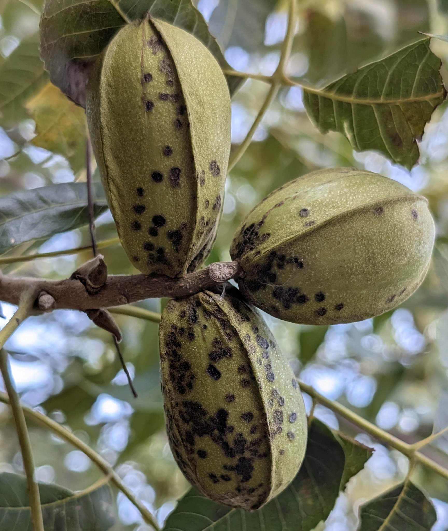 Venturia effusa
