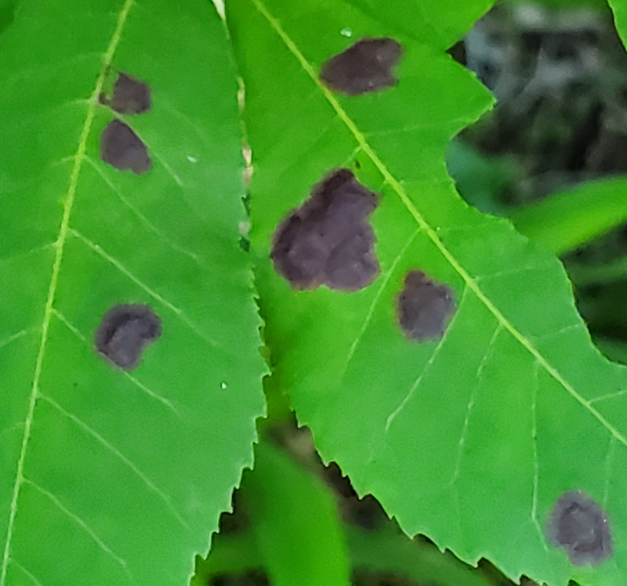 Venturia effusa