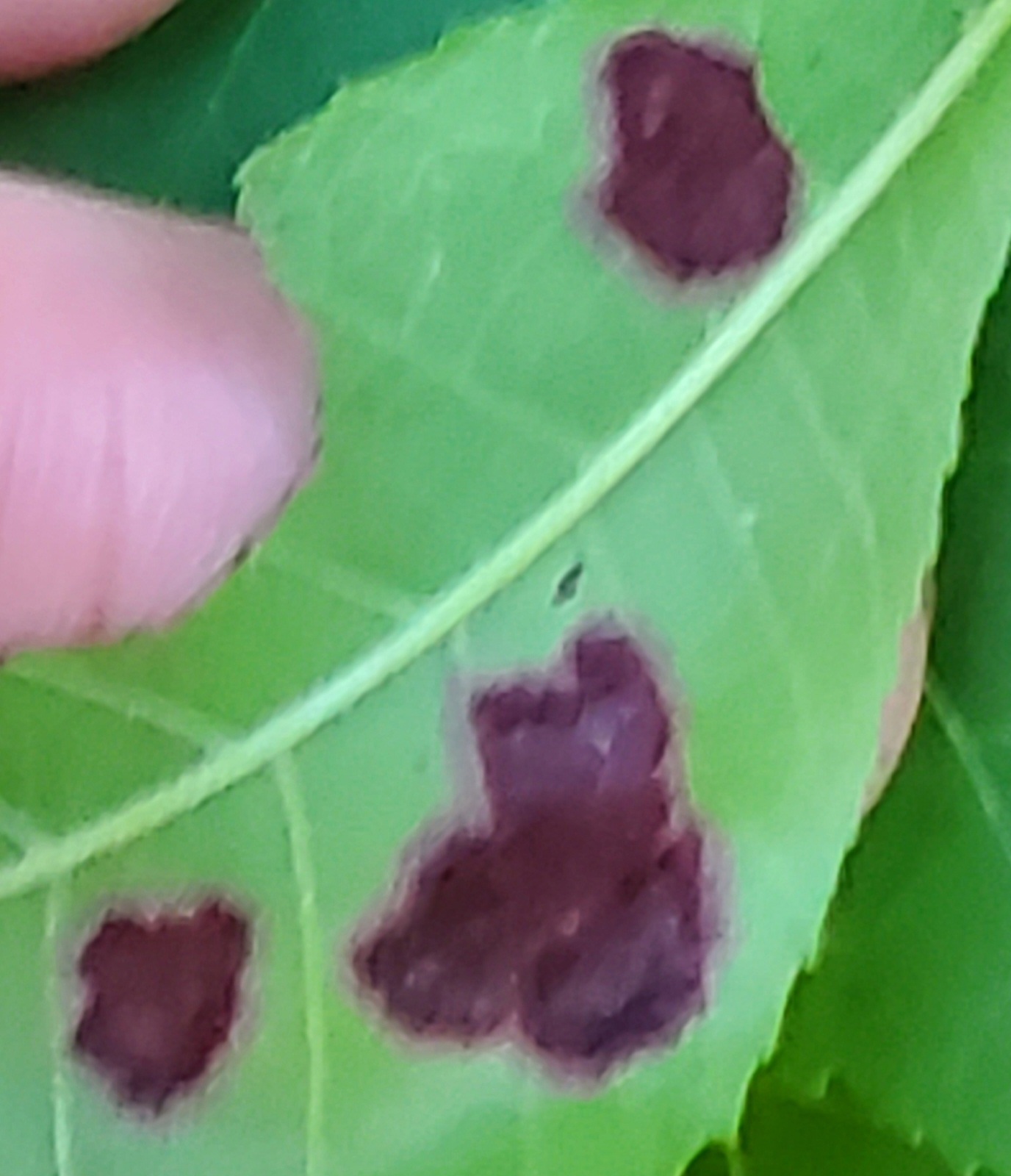 Venturia effusa