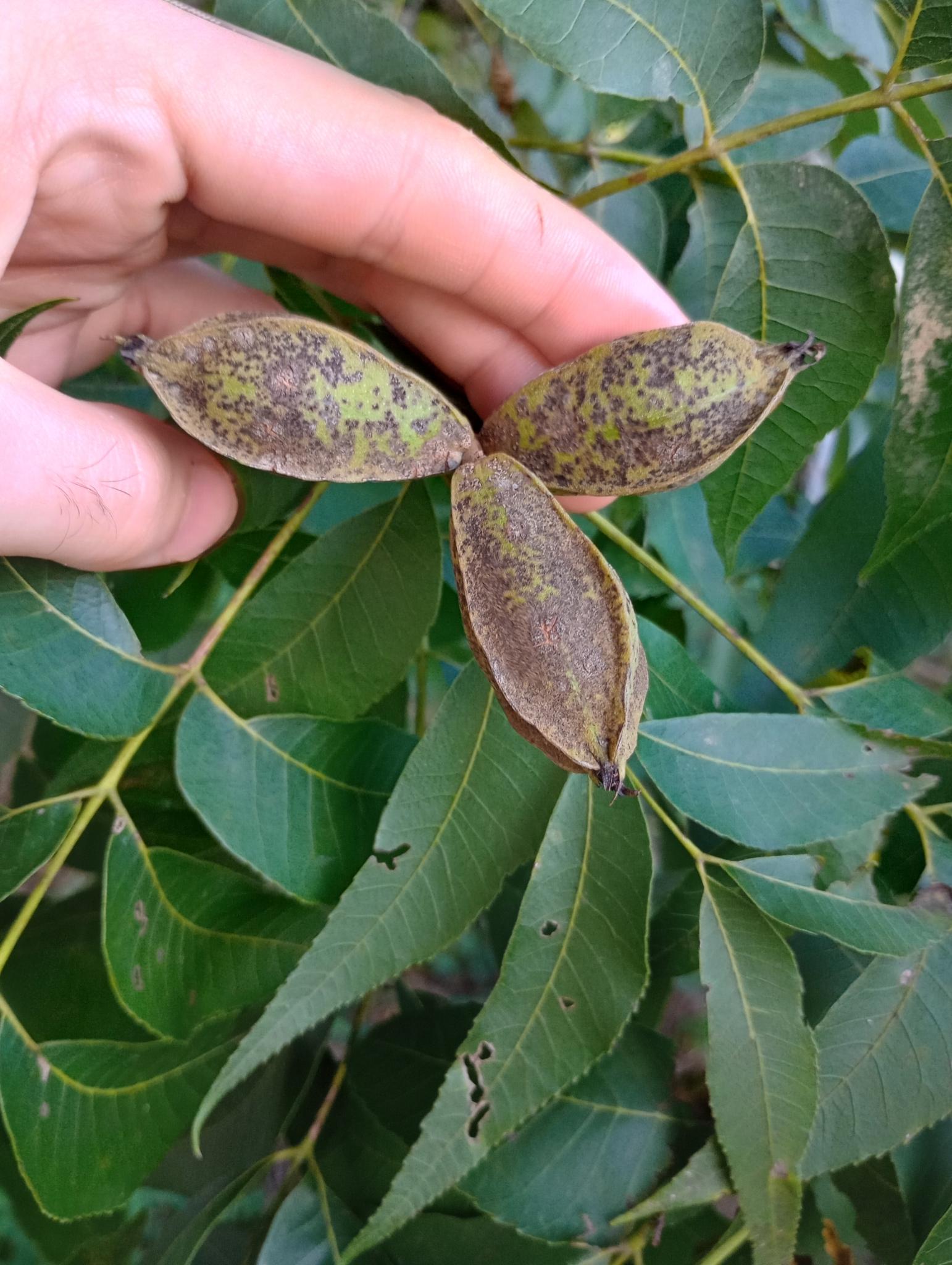 Venturia effusa