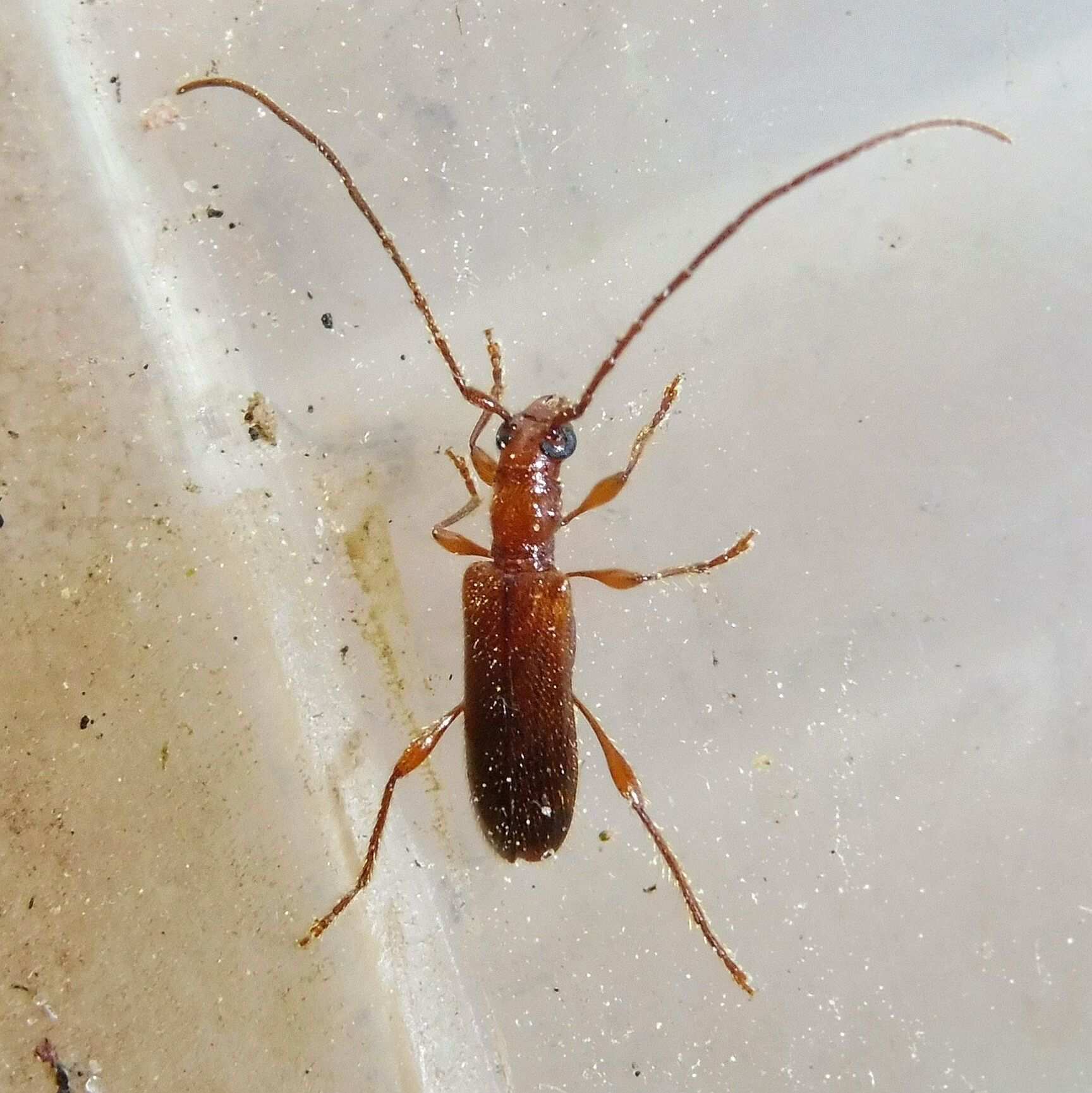 Obrium brunneum