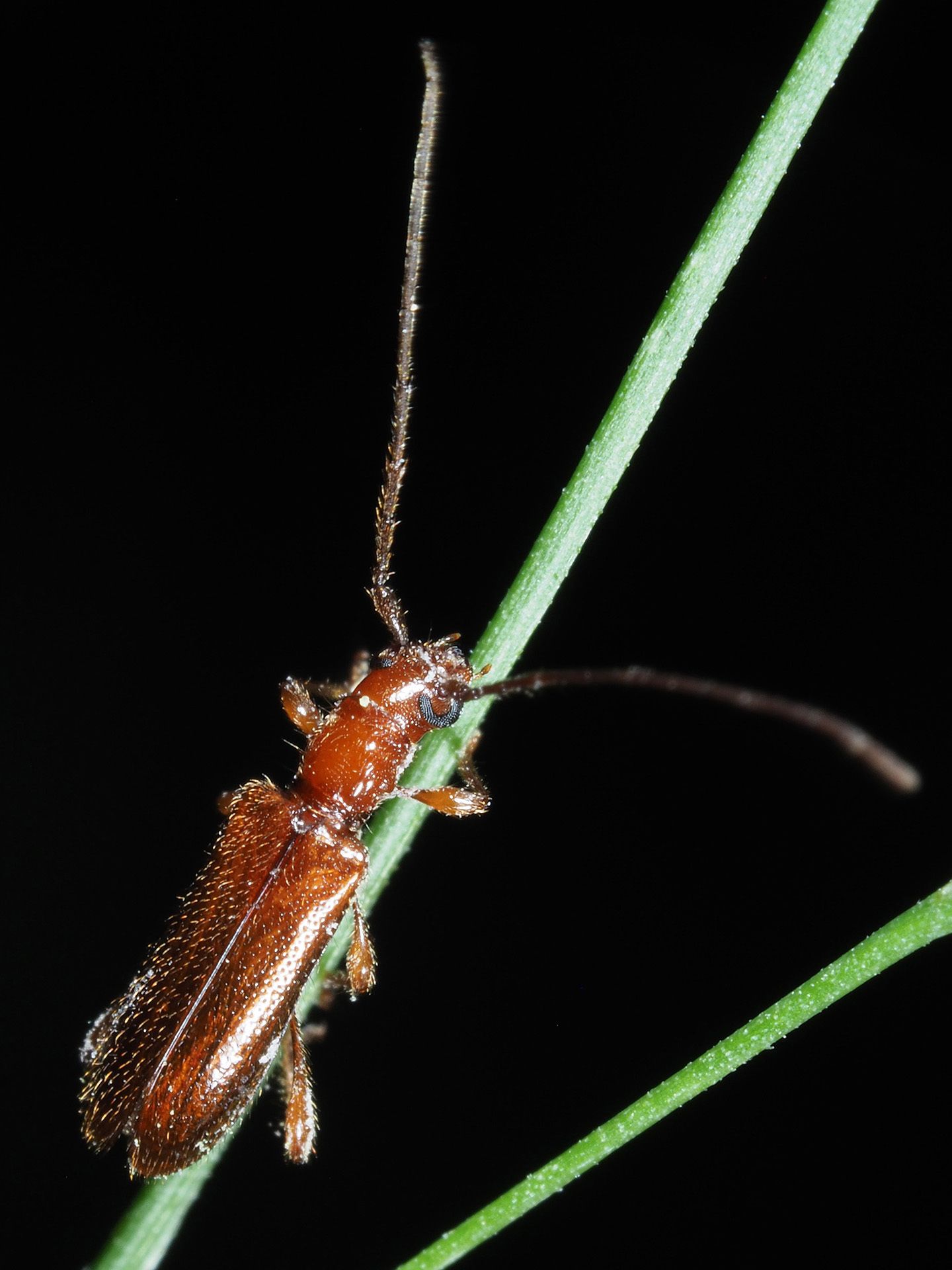 Obrium brunneum