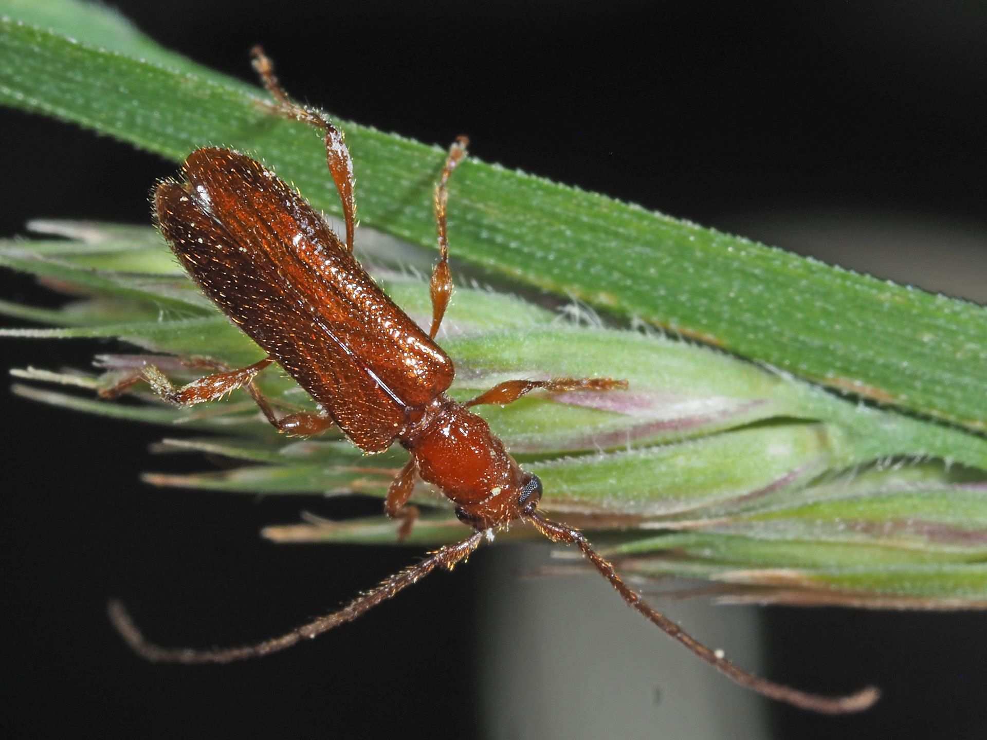 Obrium brunneum