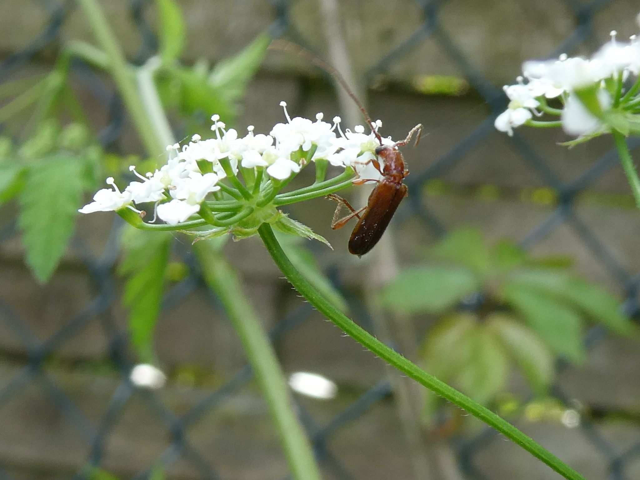 Obrium brunneum
