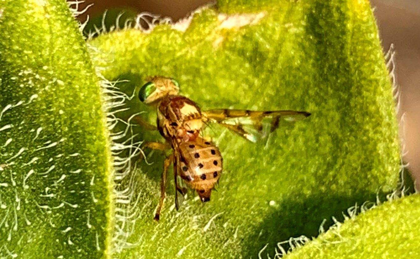 Paraterellia varipennis