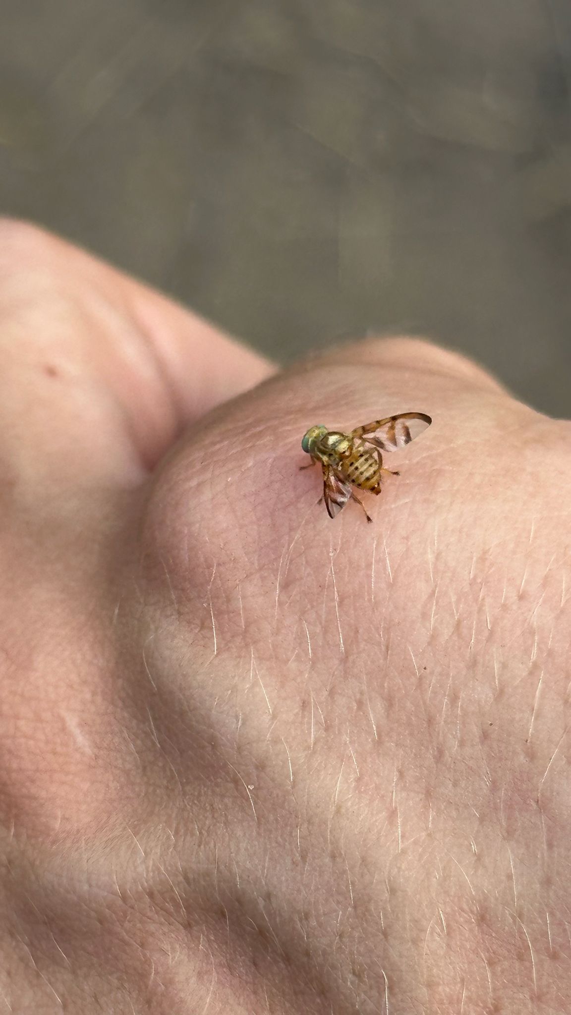 Paraterellia varipennis