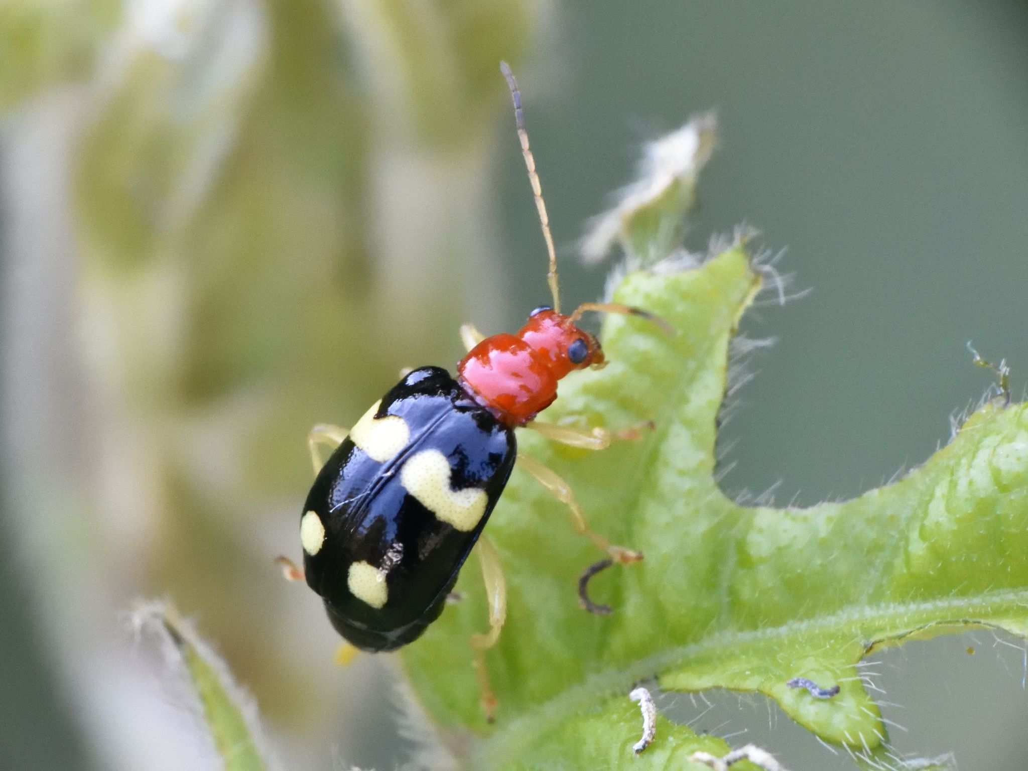 Gynandrobrotica lepida
