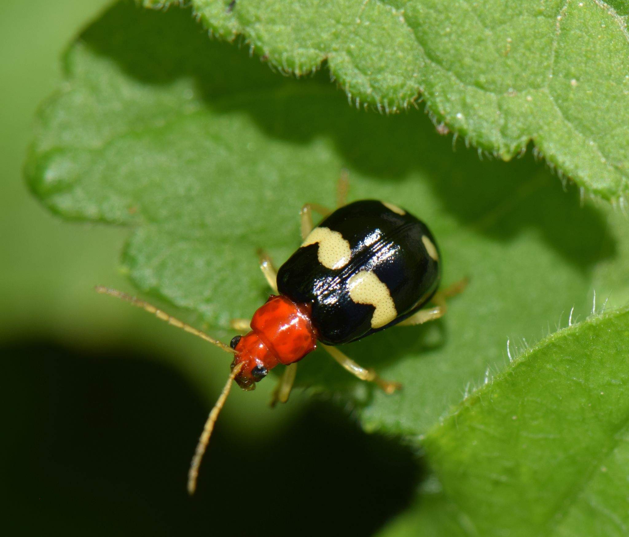 Gynandrobrotica lepida