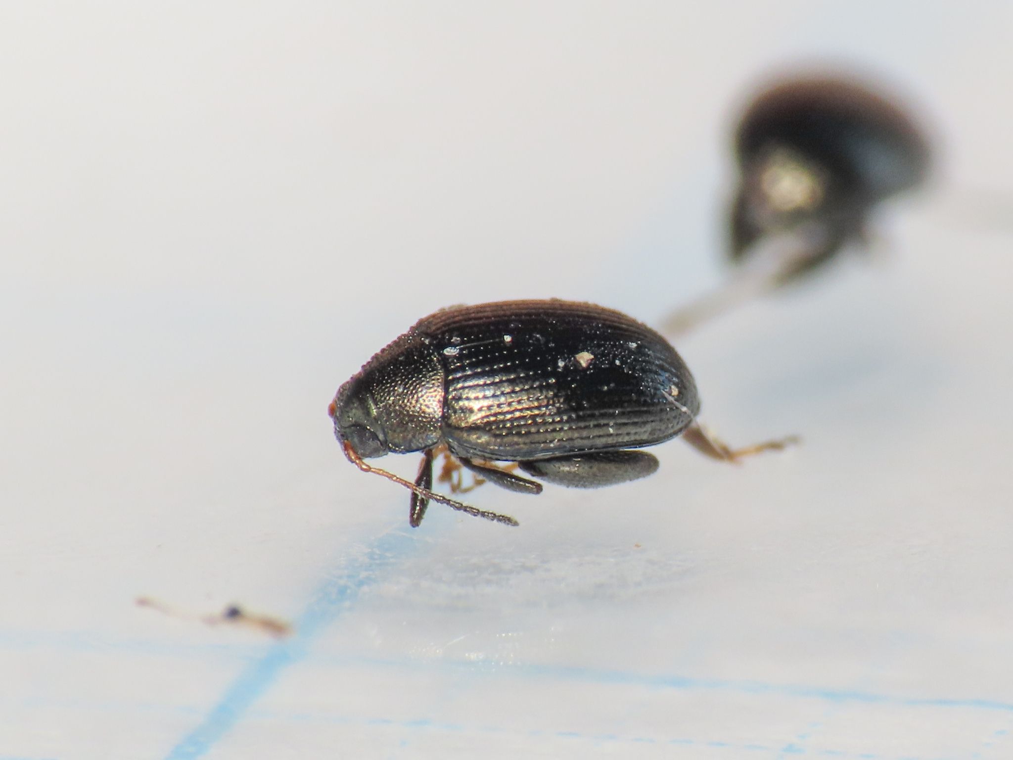 Chaetocnema tibialis