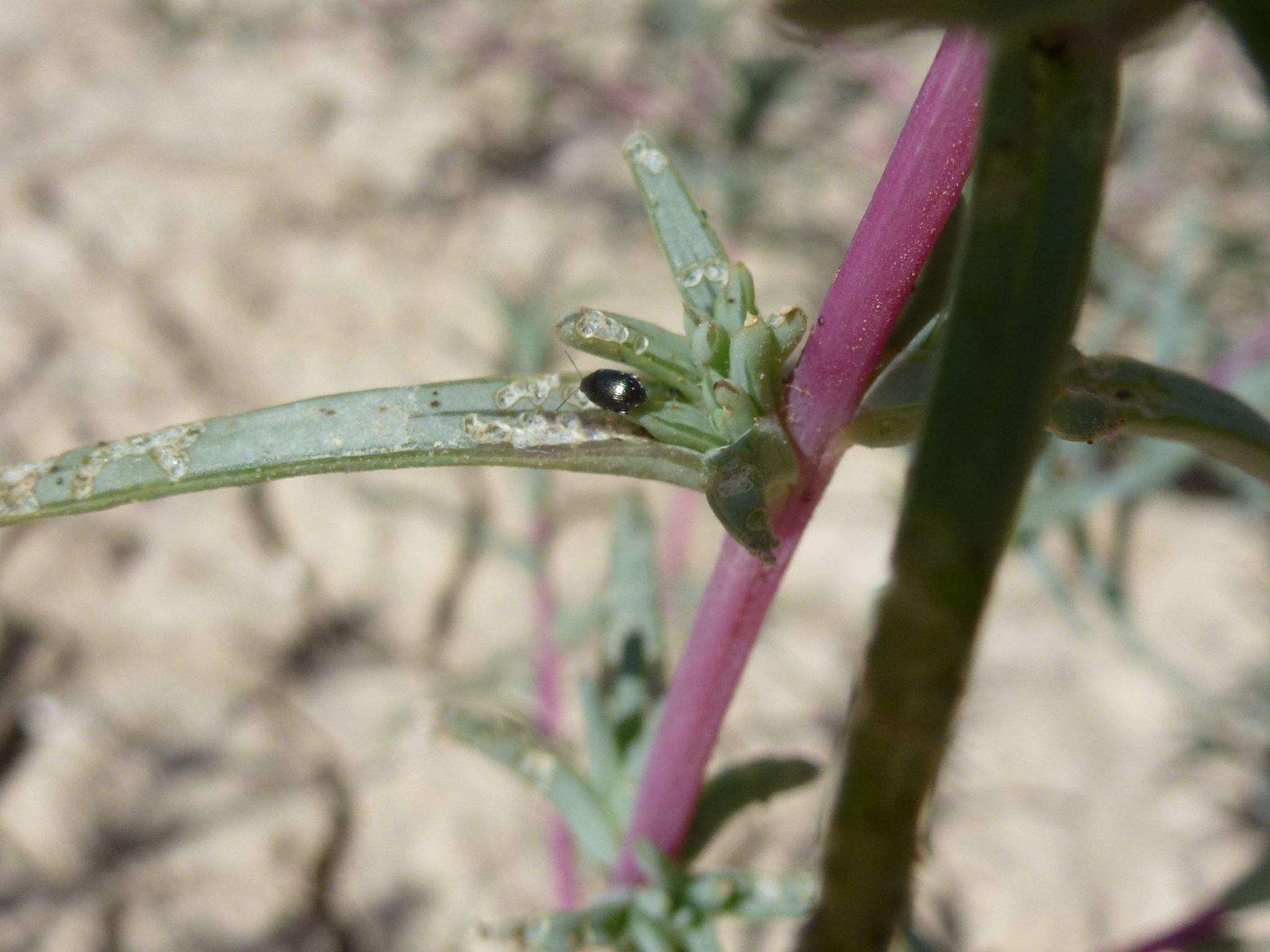 Chaetocnema tibialis