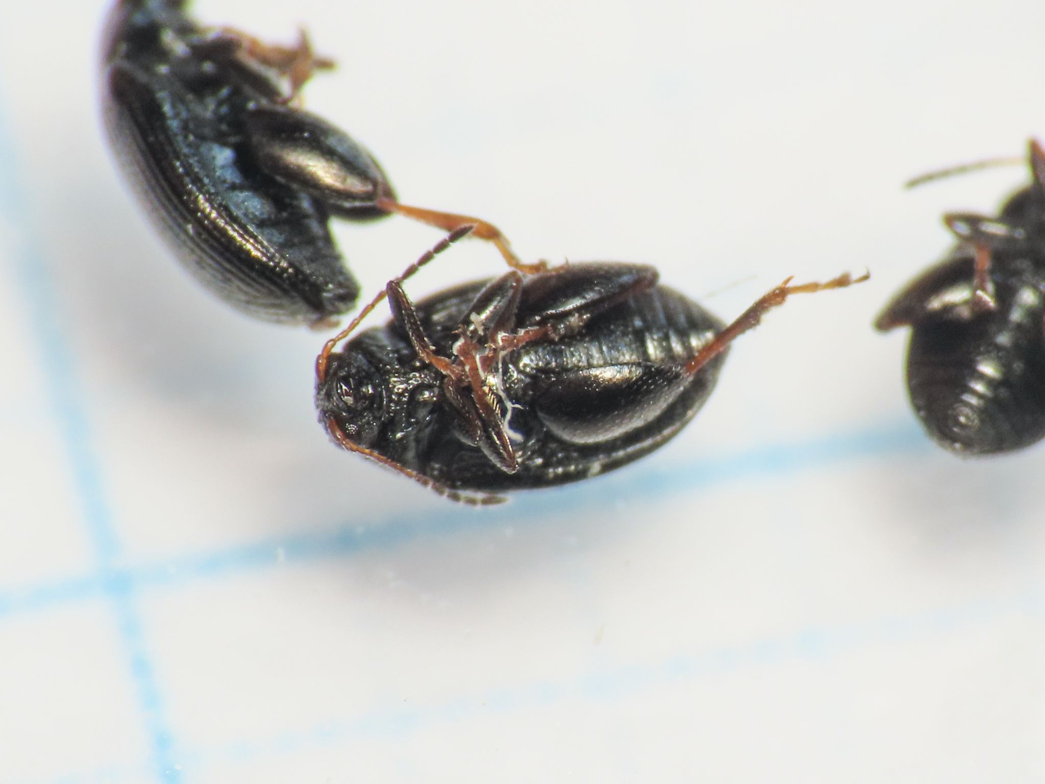 Chaetocnema tibialis