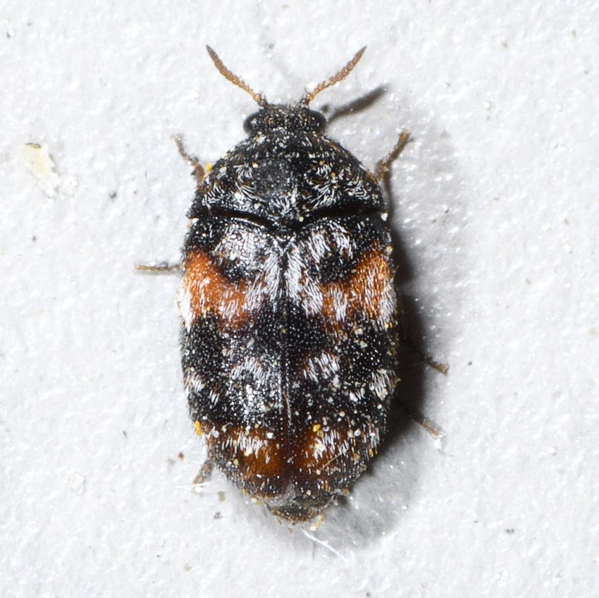 Trogoderma simplex