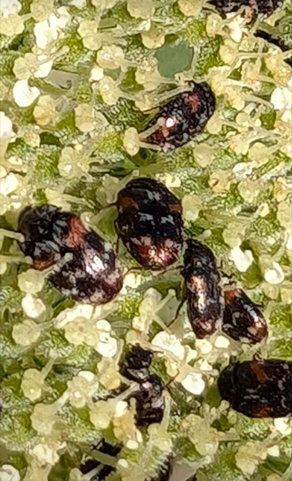 Trogoderma simplex