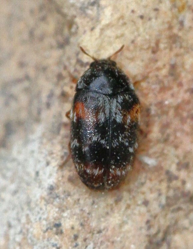 Trogoderma simplex