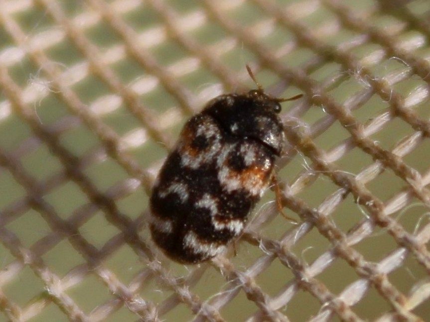 Trogoderma simplex