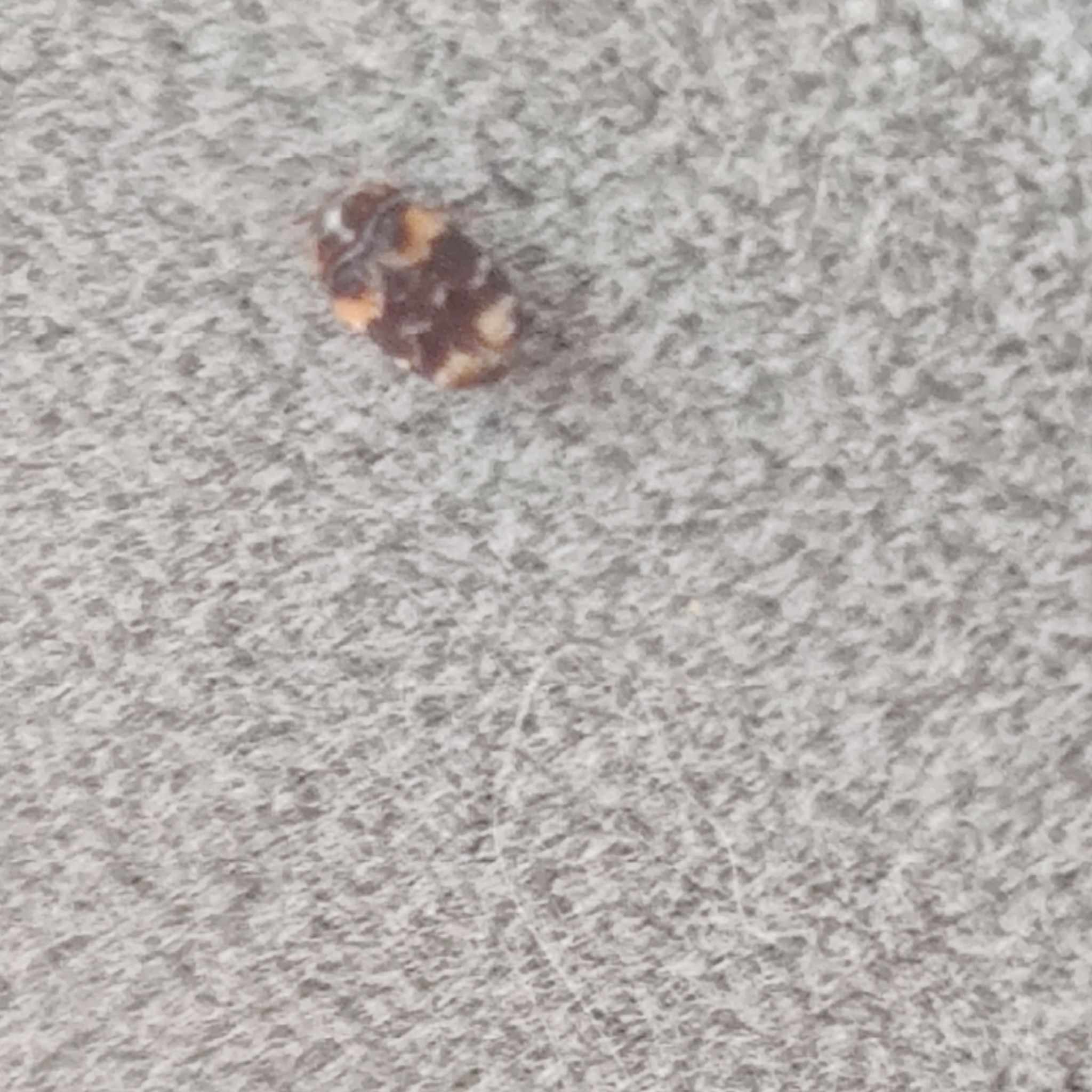 Trogoderma simplex