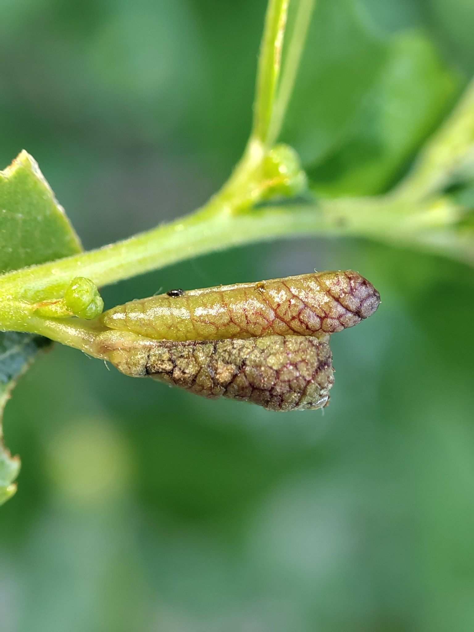 Dasineura jujubifolia