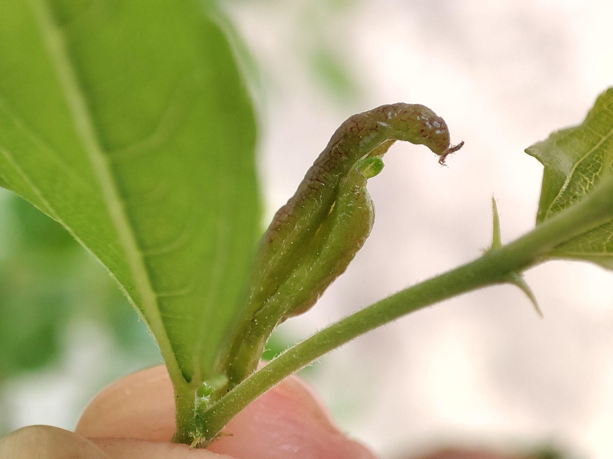 Dasineura jujubifolia