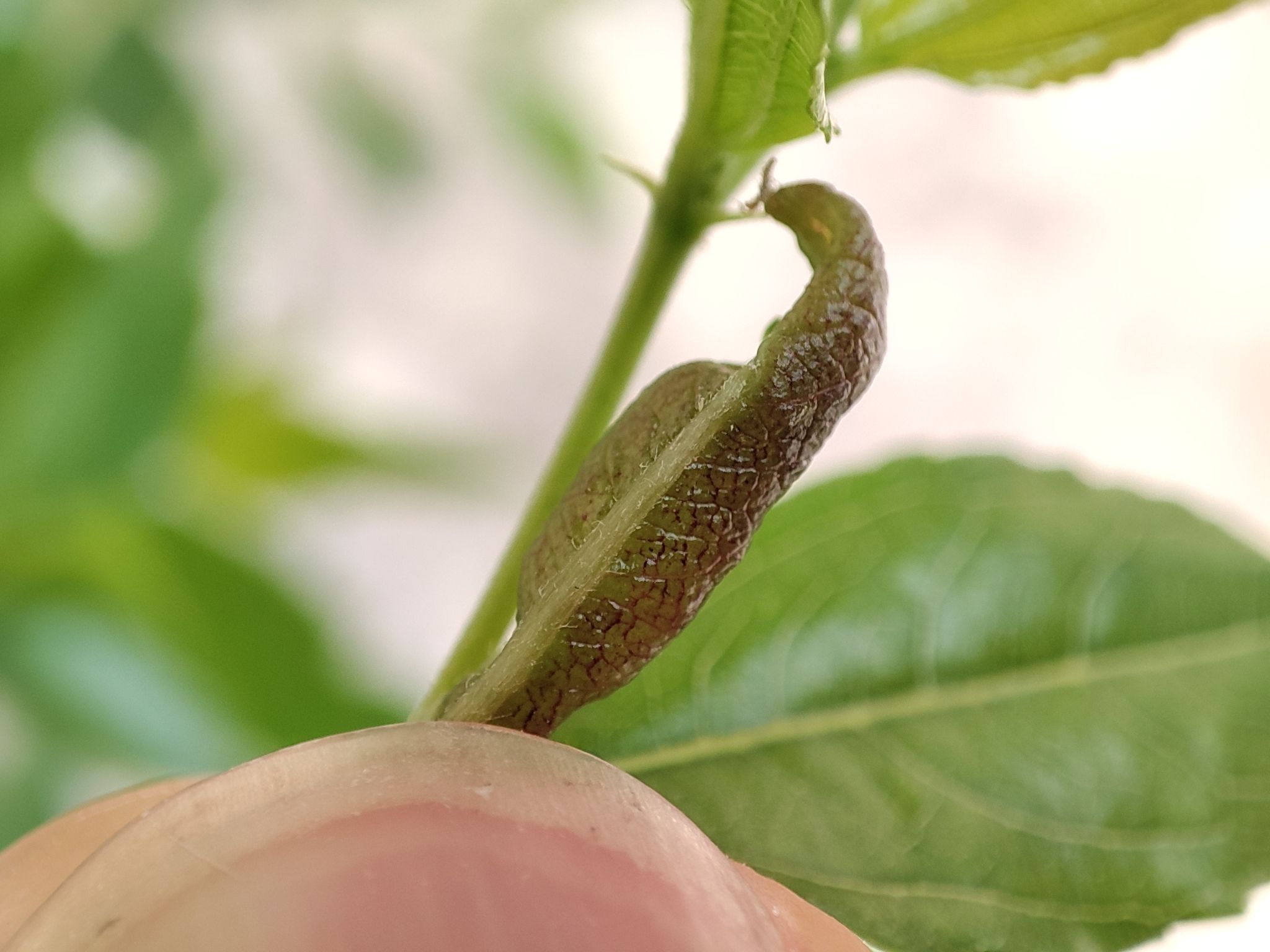 Dasineura jujubifolia