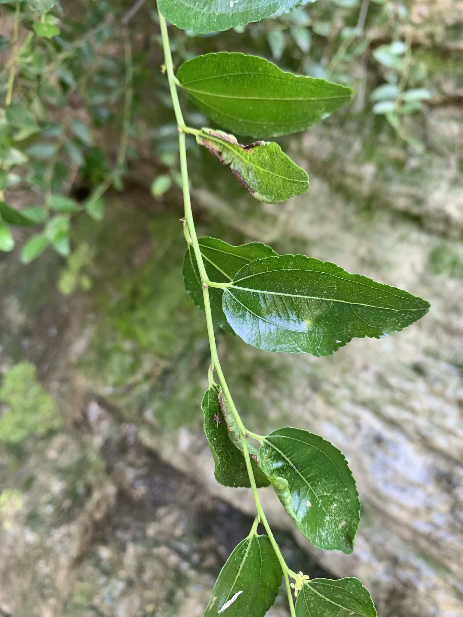 Dasineura jujubifolia