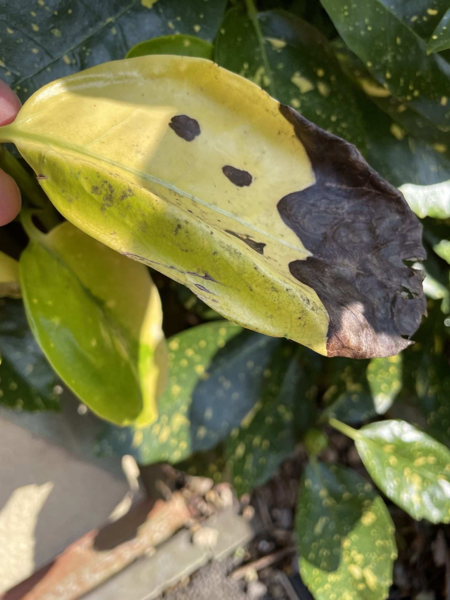 Phytophthora citricola