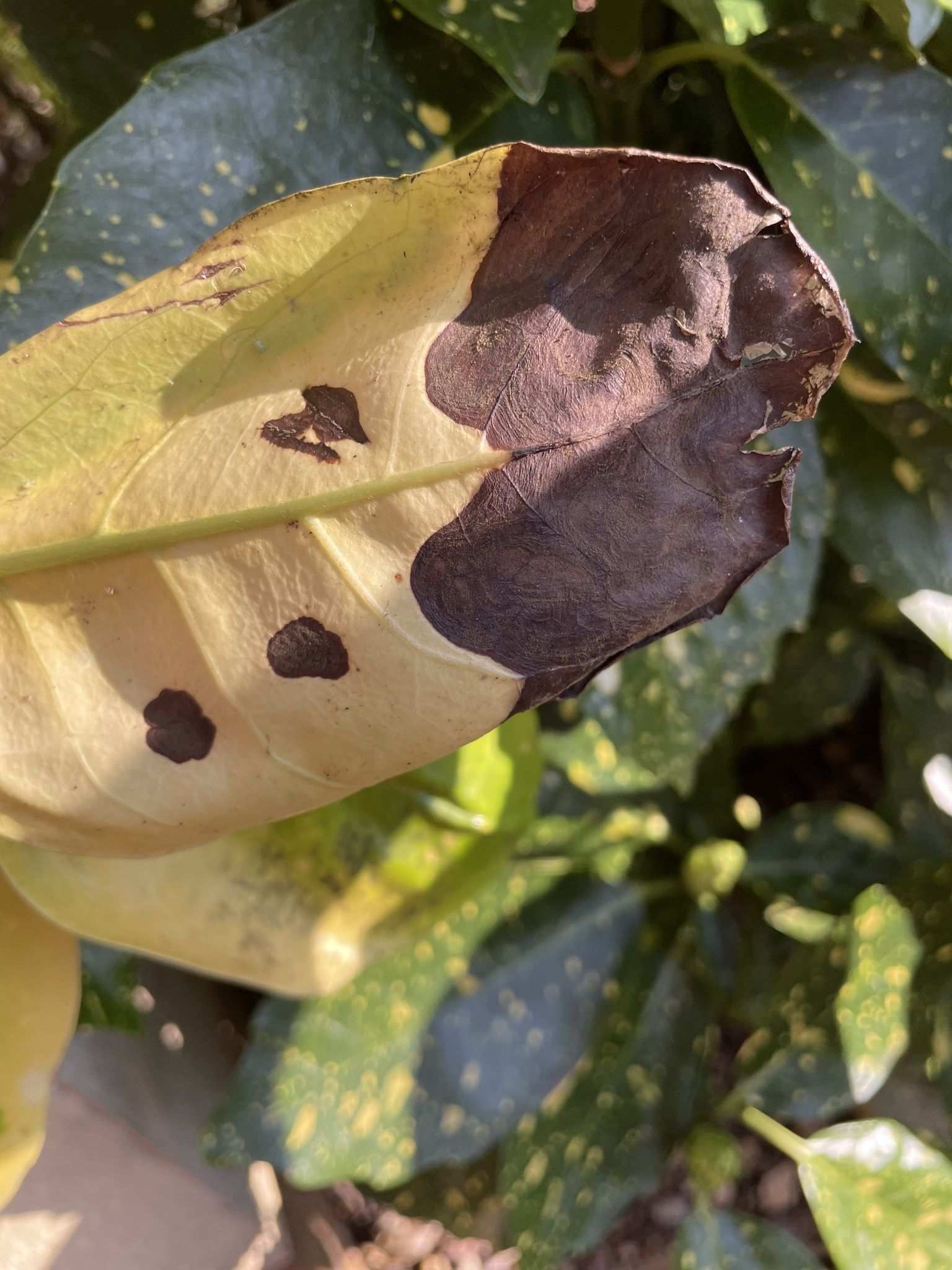 Phytophthora citricola