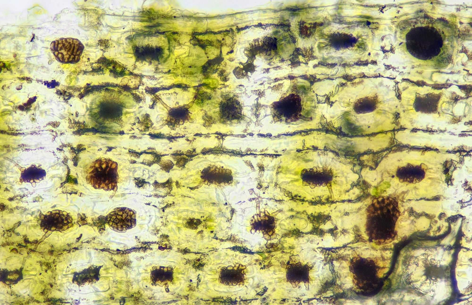 Nothophaeocryptopus gaeumannii