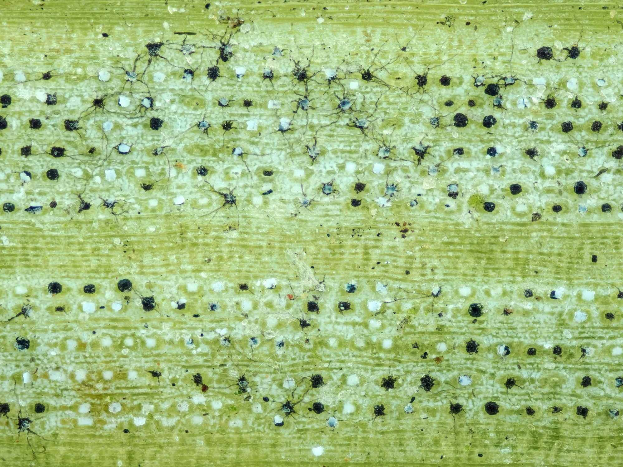 Nothophaeocryptopus gaeumannii