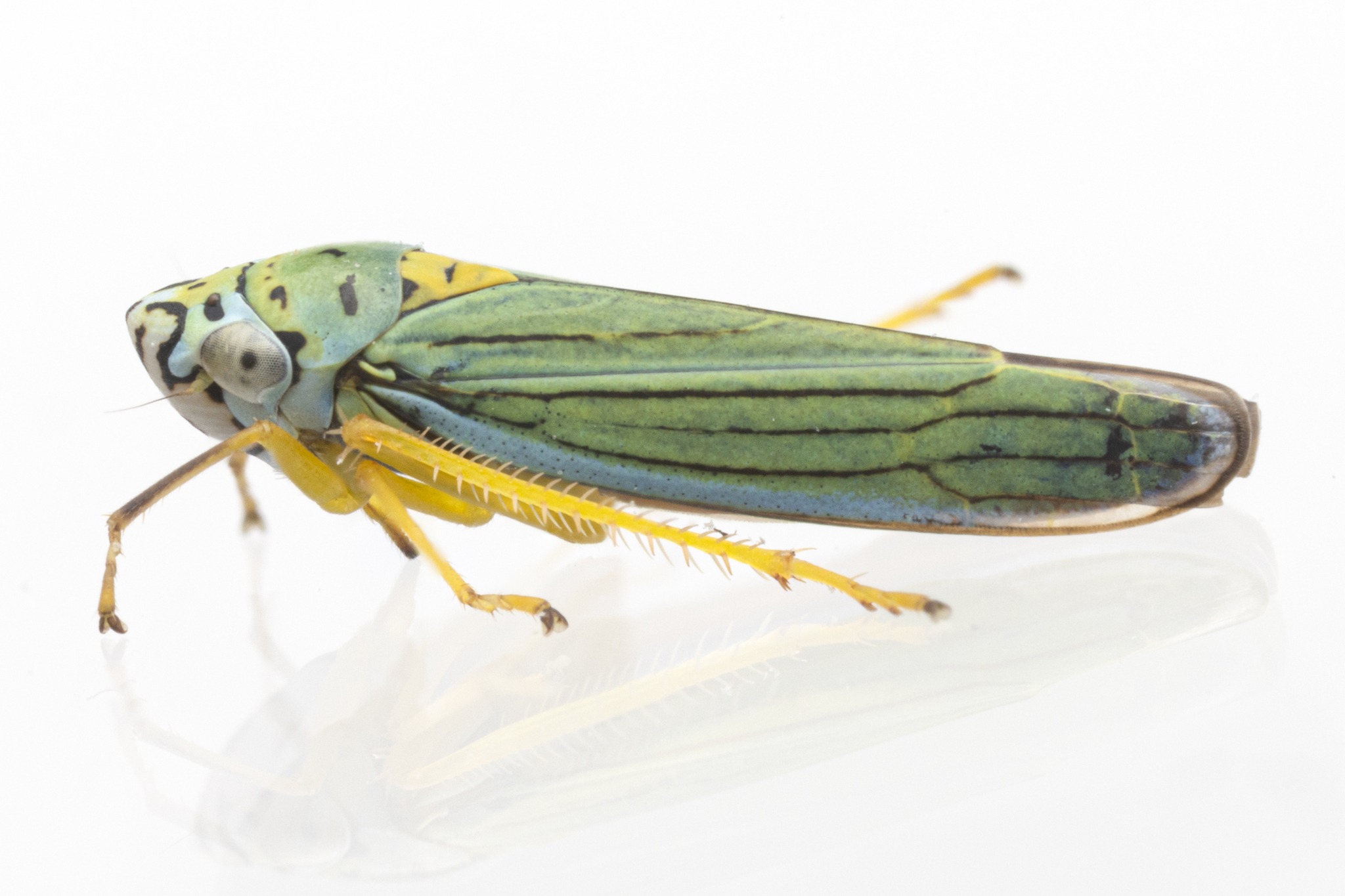 Graphocephala atropunctata