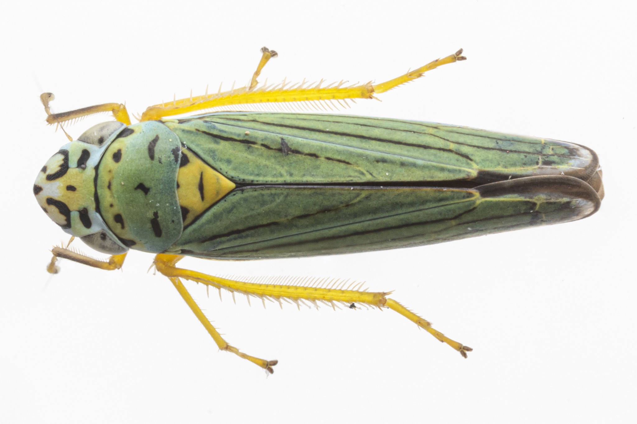 Graphocephala atropunctata