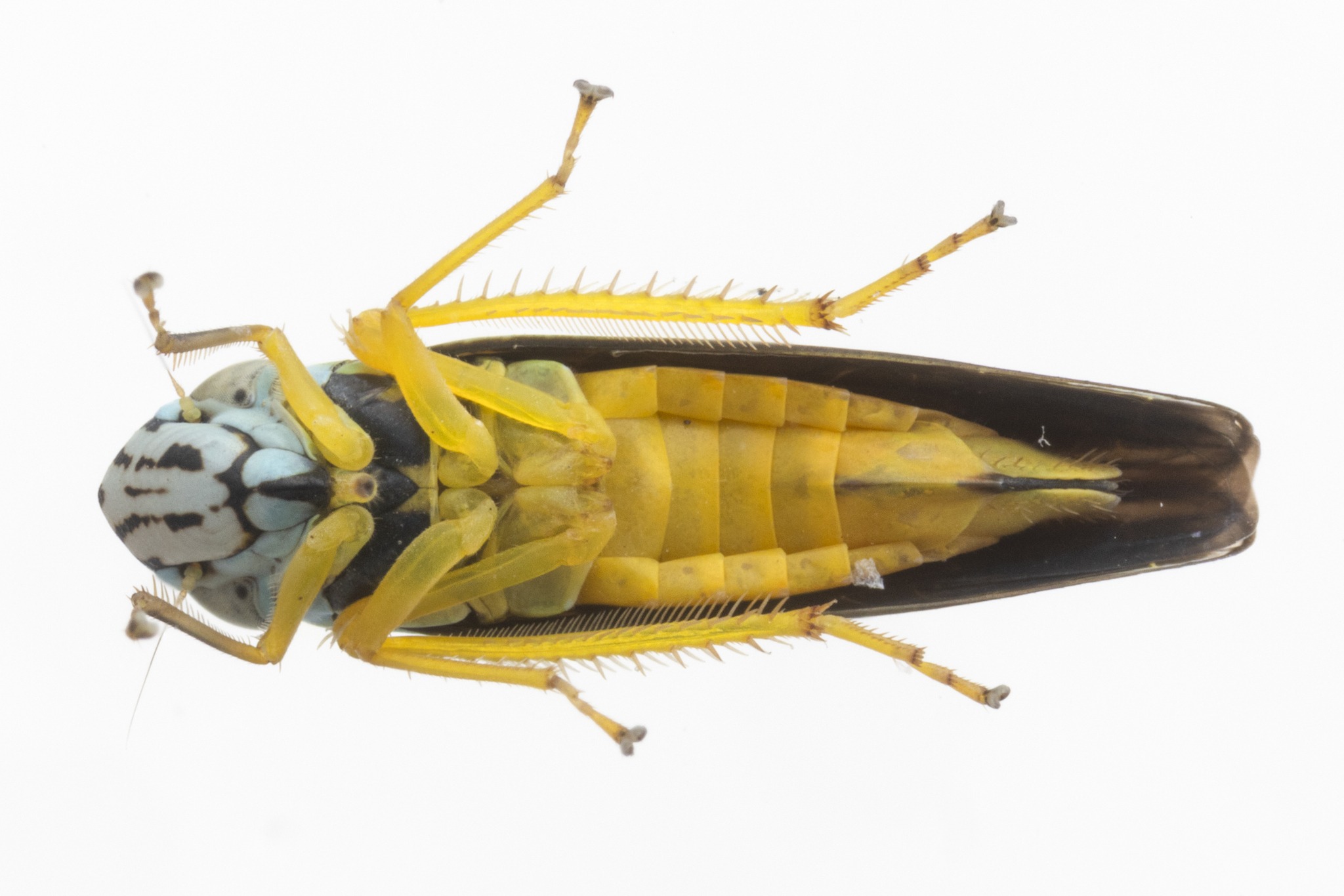 Graphocephala atropunctata