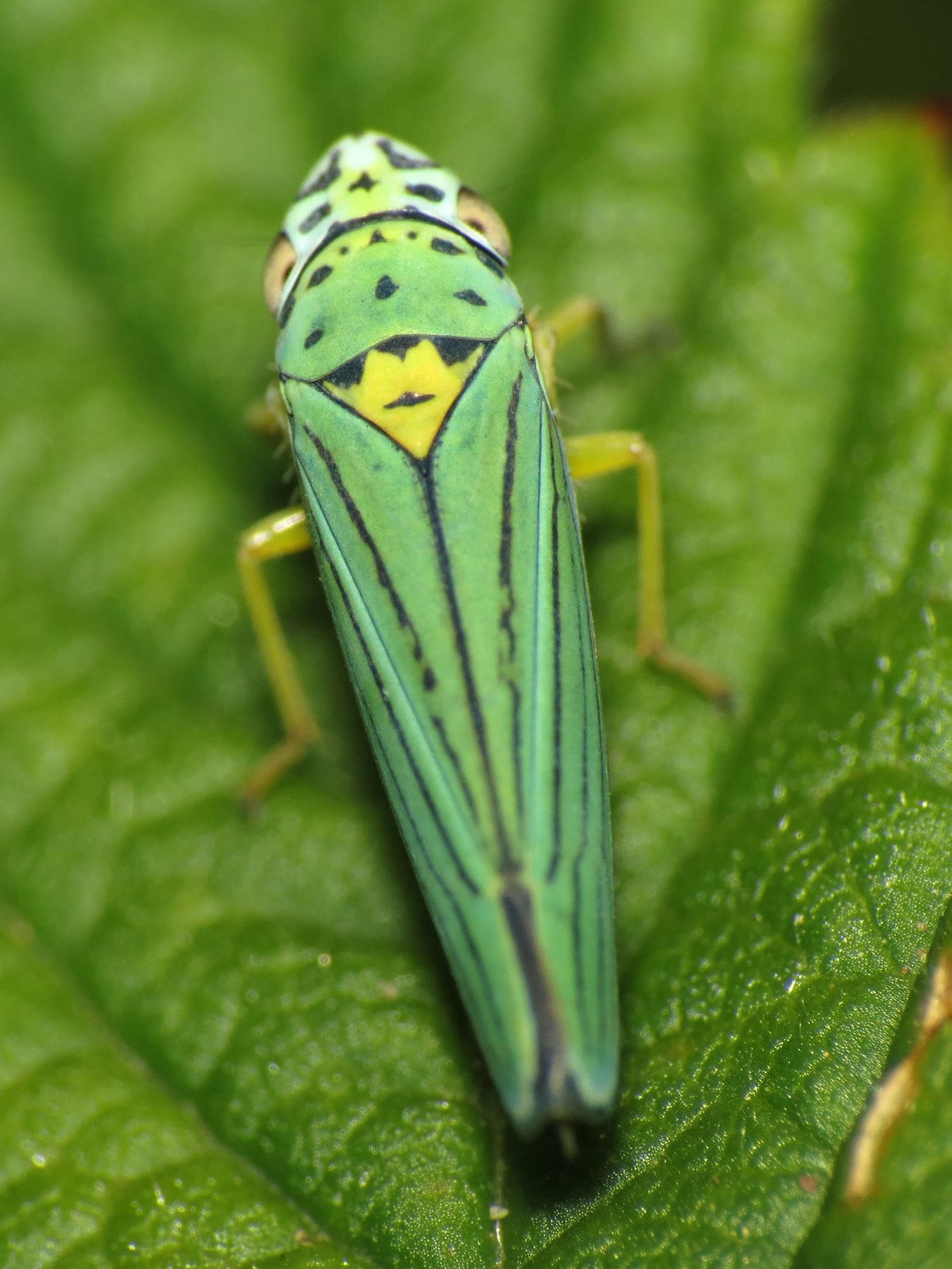 Graphocephala atropunctata