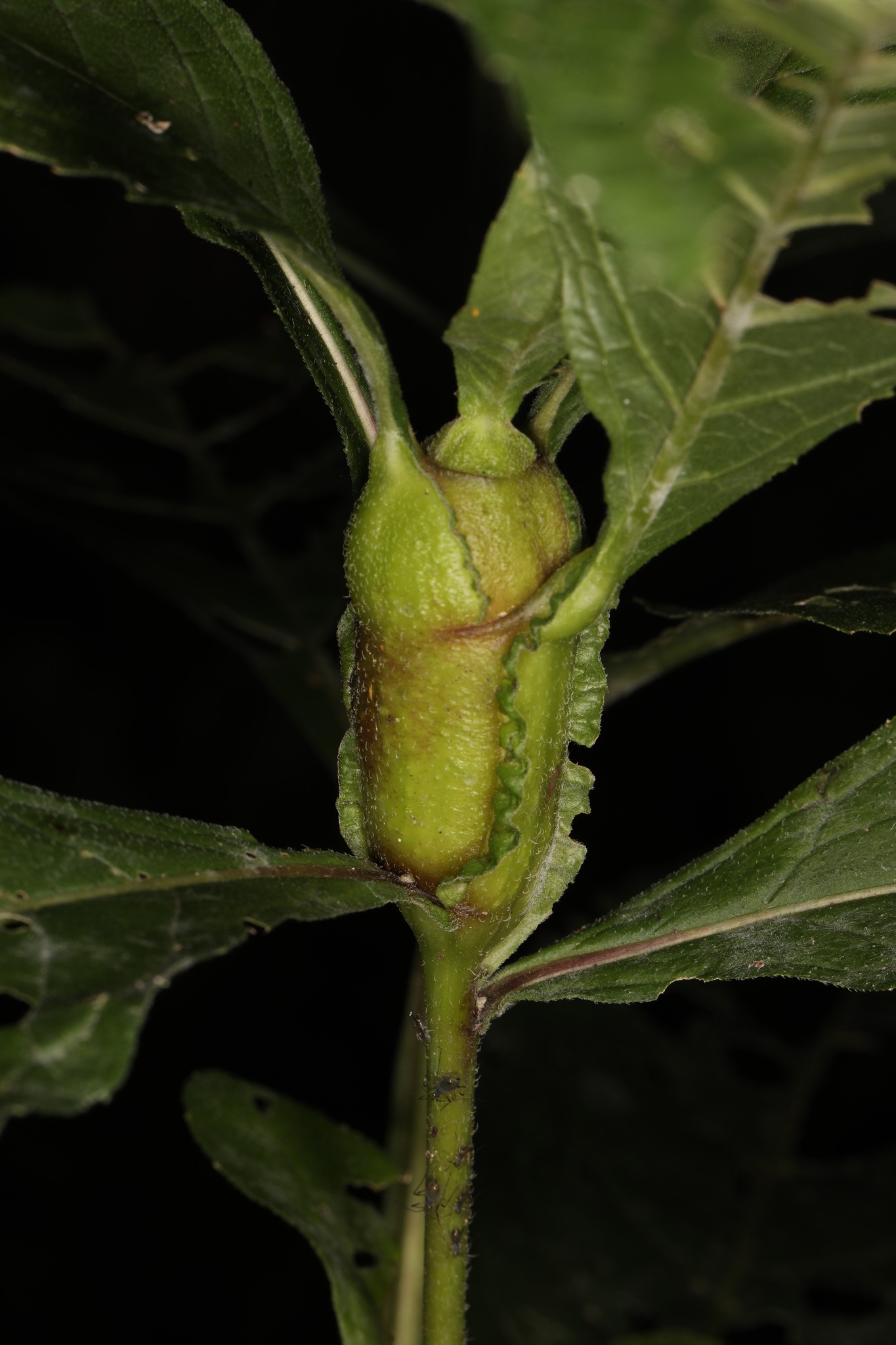 Neolasioptera