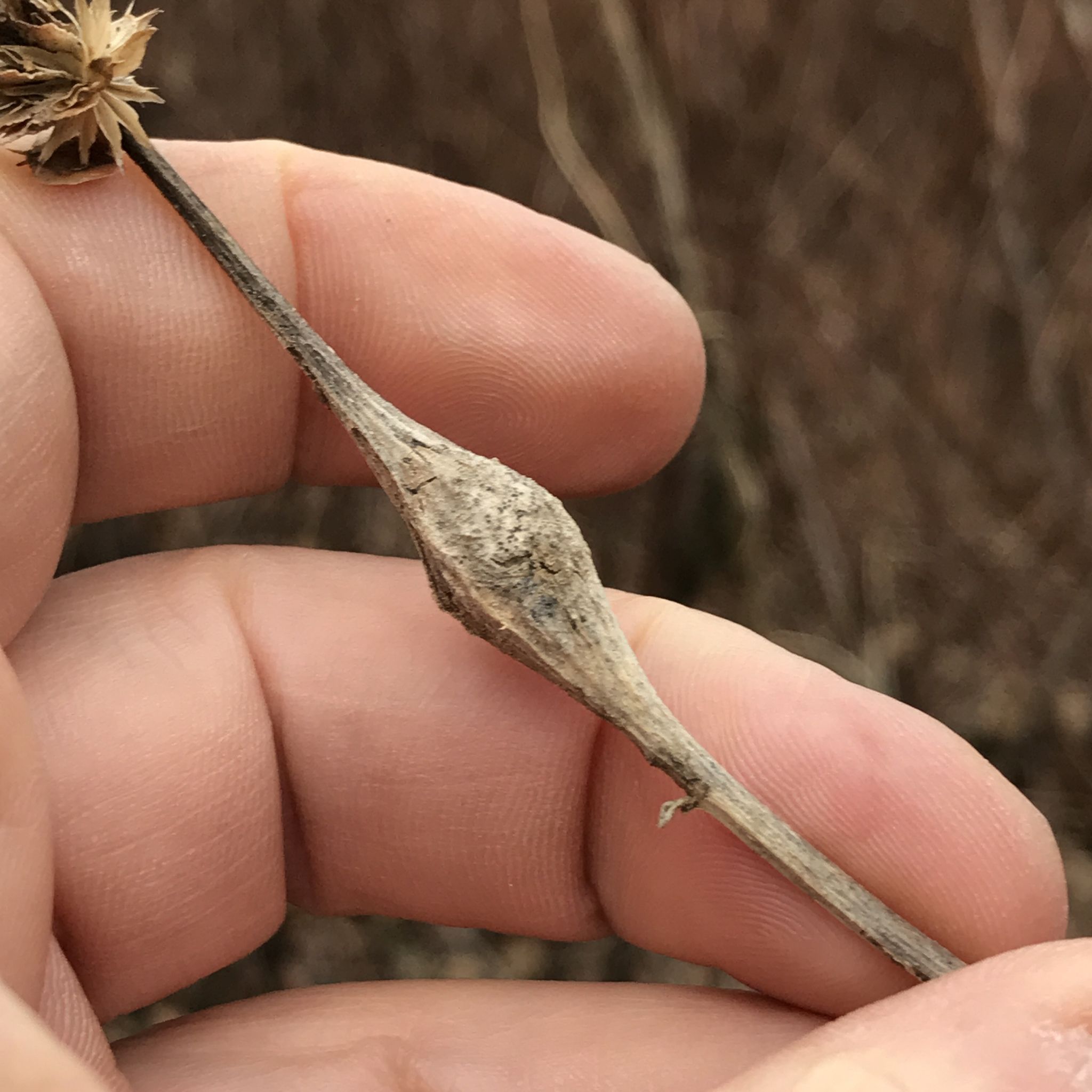 Neolasioptera