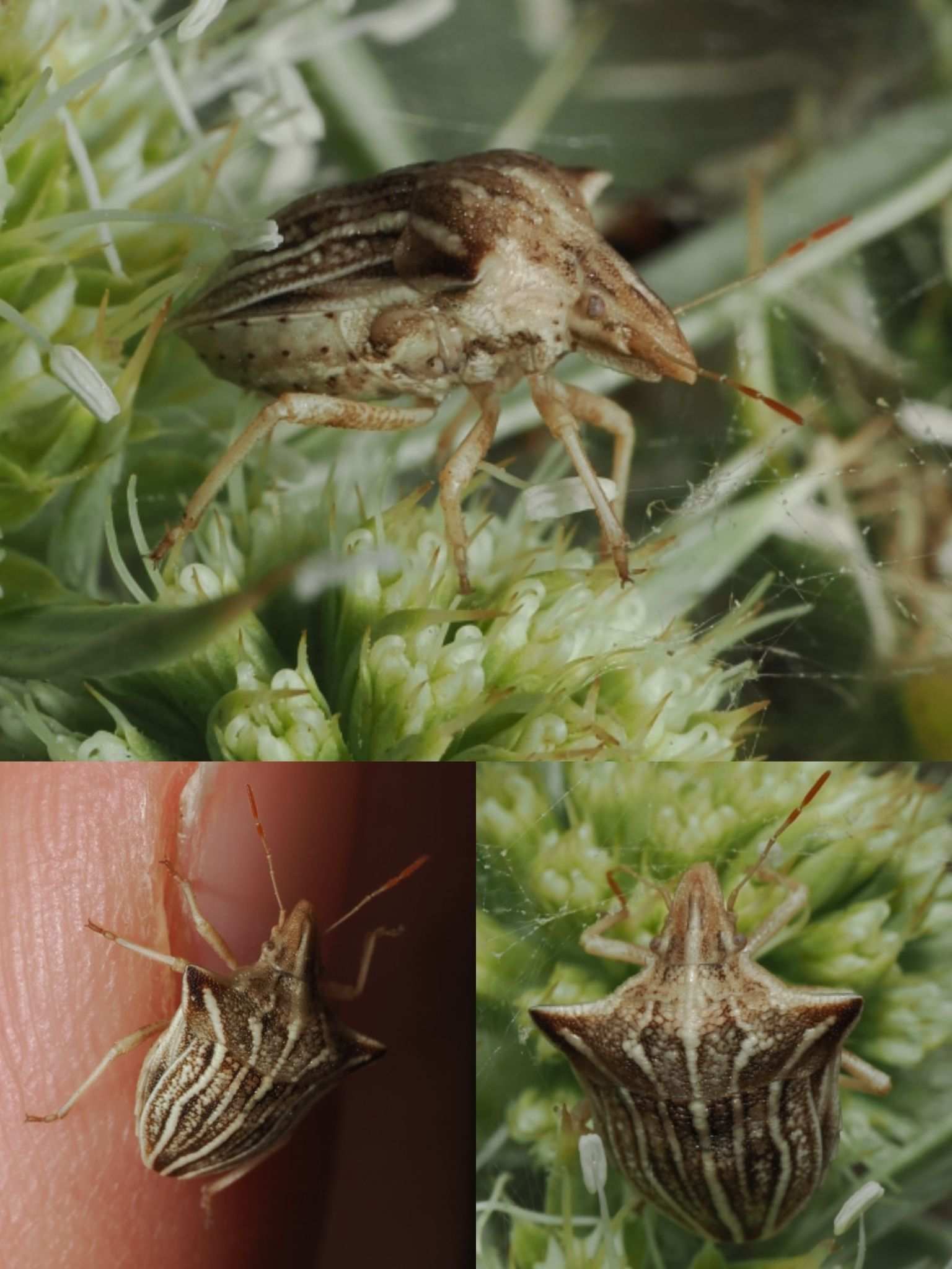 Ancyrosoma