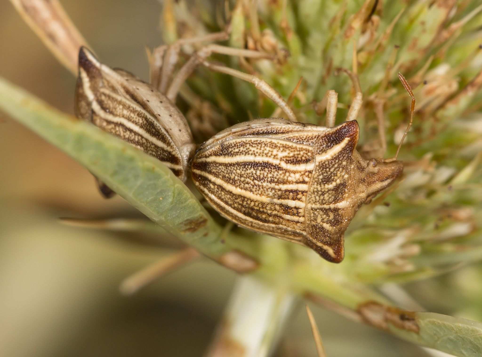 Ancyrosoma